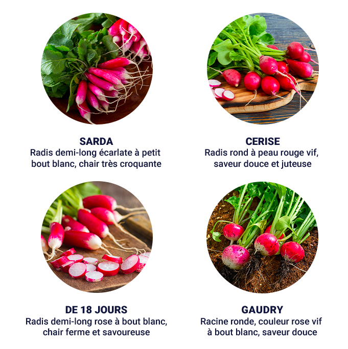 La famille des radis roses