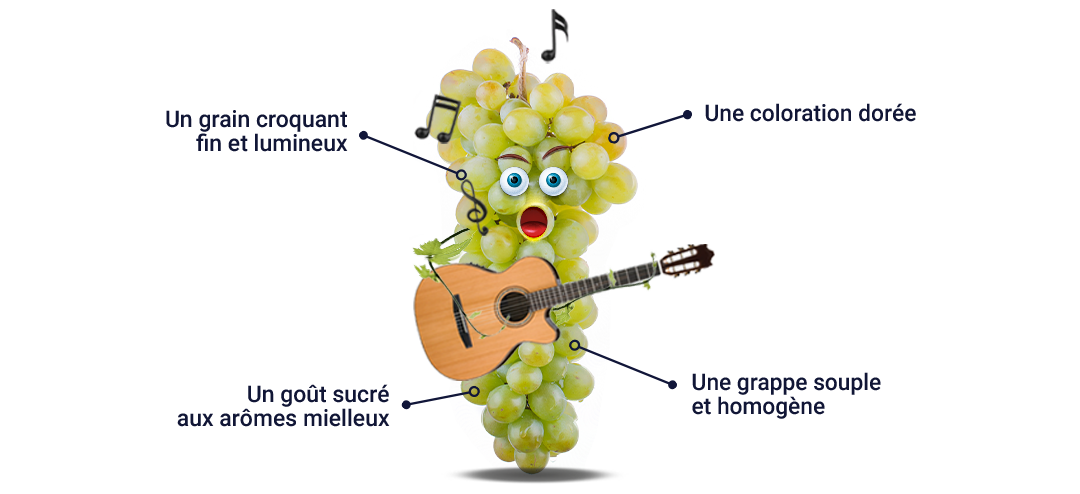 Le raisin de Moissac